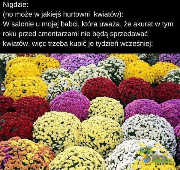 Nigdzie: (no może w jakiejś hurtowni kwiatów): W salonie u mojej babci, która uważa, że akurat w tym roku przed cmentarzami nie będą sprzedawać kwiatów, więc trzeba kupić je tydzień wcześniej: