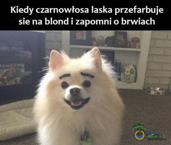 Codziennie tylko śmieszne memy, pasty, gify, suchary i filmy - przeglądaj, komentuj, dodawaj własne!