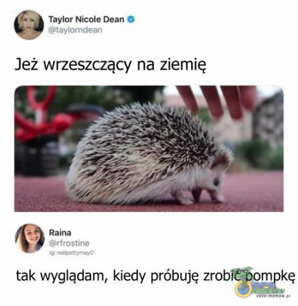 Taylor Nicole Dean O taylorndean Jeż wrzeszczący na ziemię Raina rfrostine tak wyglądam, kiedy próbuję zrobić pompkę