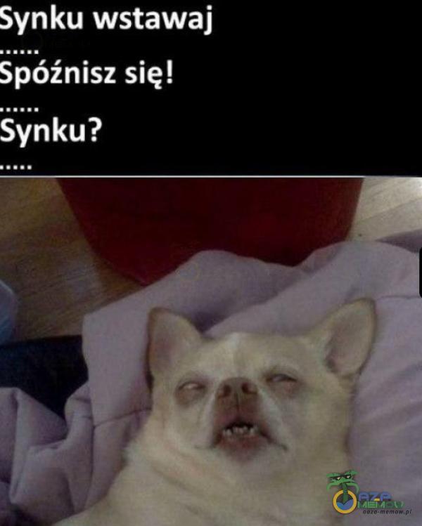 Synku wstawaj Spóźnisz się! Synku?