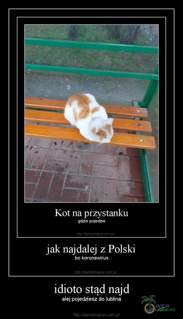 Kot na przystanku PODLONZH jak najdalej z Polski bo koronawirus [UCI CI[i alej pojedziesz do lublina e
