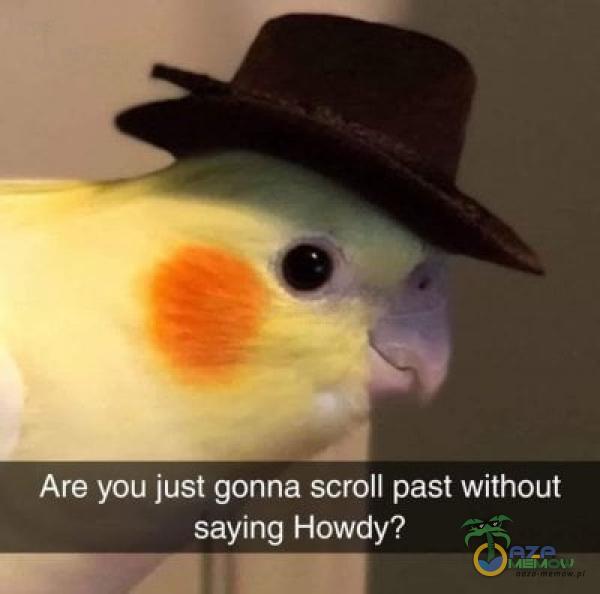 Are yav just gonne scroll past without sayiny Hówdy? Pr BH I