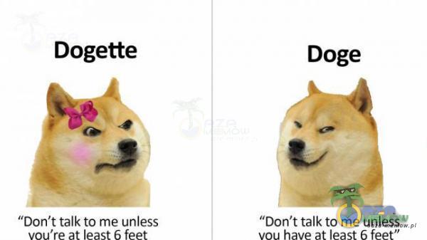 Dogette Don t talk to me unless Doge Don t talk to me unless