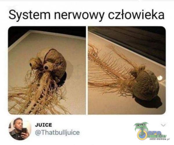 System nerwowy człowieka gr Juxce * Hm lmllluu !: