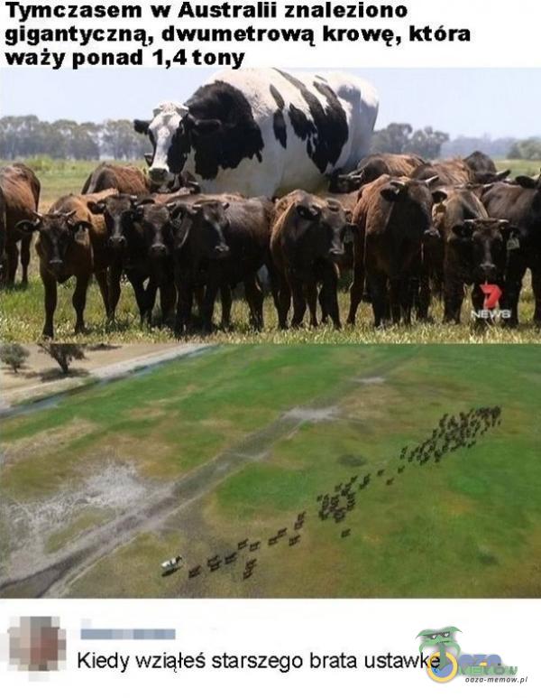Tymczasem w Australii znaleziono gigantyczną, dwumetrową krowę, która waży ponad 1,4 tony Kiedy wziąłeś starszego brata ustawkę