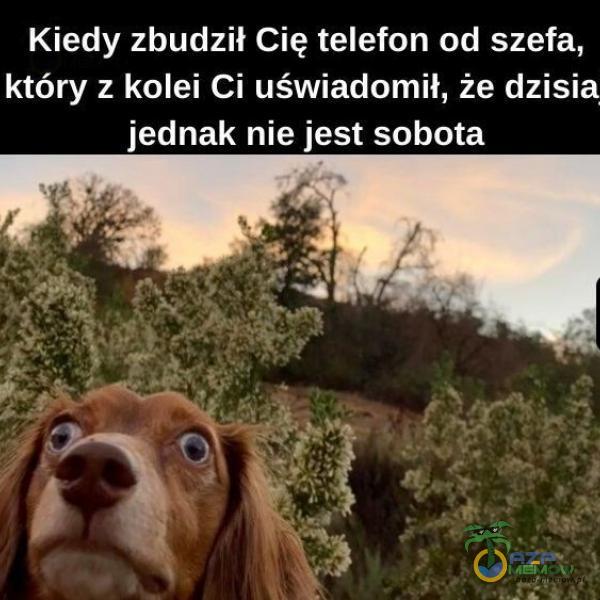 Codziennie tylko śmieszne memy, pasty, gify, suchary i filmy - przeglądaj, komentuj, dodawaj własne!