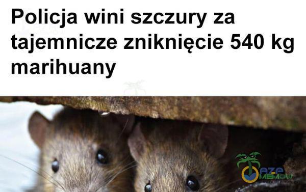 Policja wini szczury za tajemnicze zniknięcie 540 kg marihuany