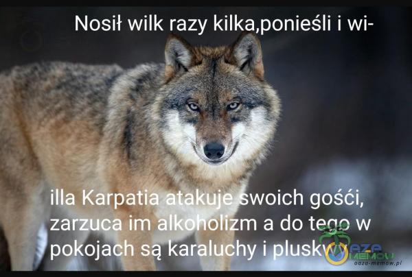 Nosił wilk razy kilka,ponieśli i wi- illa KârpatiaĂaku• woich gośći, zarzuca im alk oliĘrn a do tego w pokoń«ŔrhluÔhy i łuskw