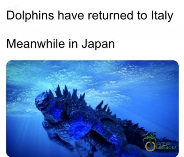 Dolphins have returned to Italy Meanwhile in Japan