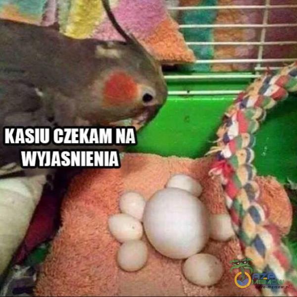 KASIU CZEKAM NA WYJASNIENIA