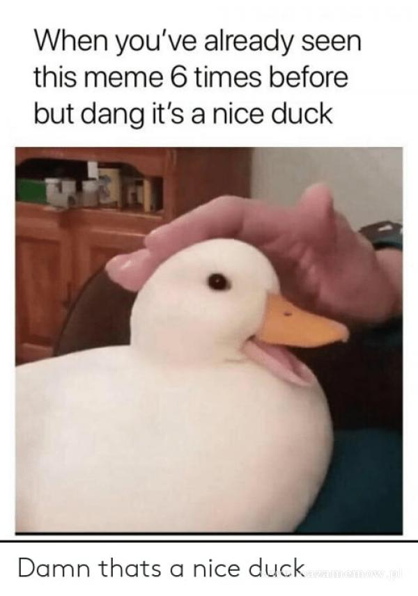 When you've already seen this meme 6 times before but dang iťs a nice duck 1 Damn thats a nice duck