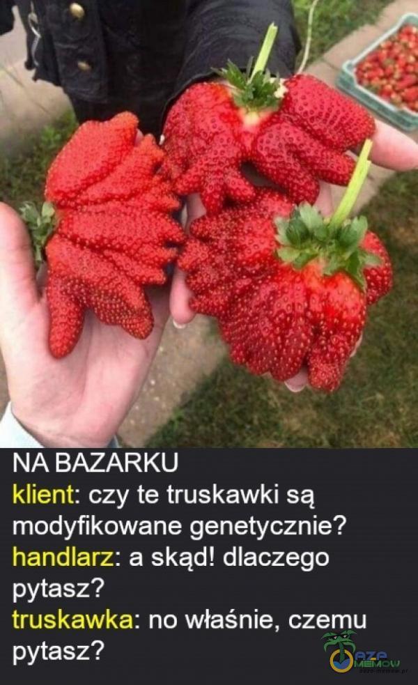NA BAZARKU klient: czy te truskawki są modyfikowane genetycznie? handlarz: a skąd! dlaczego pytasz? truskawka: no właśnie, czemu pytasz?