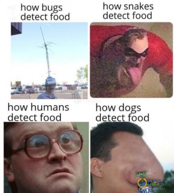 how bugs how snakes detect food detect food . % świat? how humans how dogs detect food d food «£: