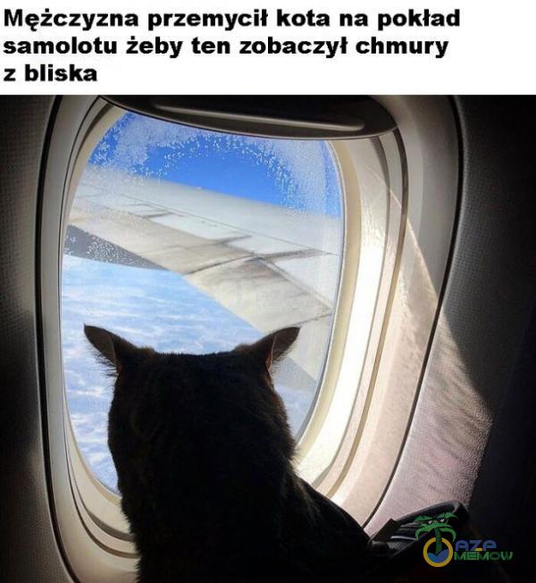 Mężczyzna przemycił kota na poklad samolotu żeby ten zobaczył chmury z bliska