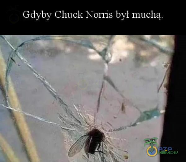 Gdyby Chuck Noris byl muchą,