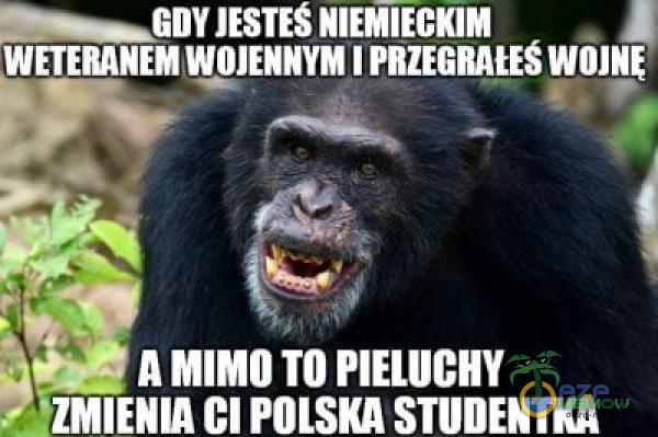 GDY JESTES NIEMIECKIM WETERANEM WOJENNYM I A MIMO TO PIELUCHY ZMIENIA CI POLSKA STUDENTKA