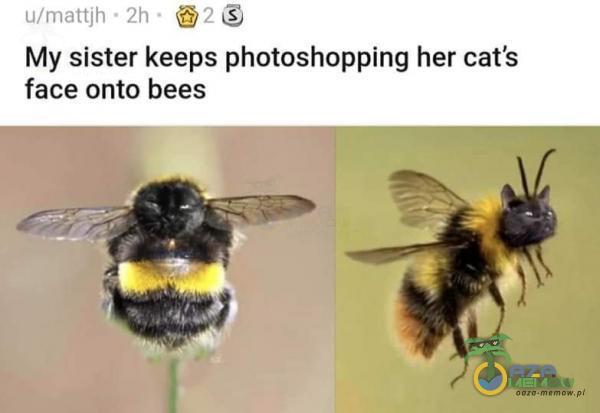 My sister keeps photoshopping her cats face onto bees