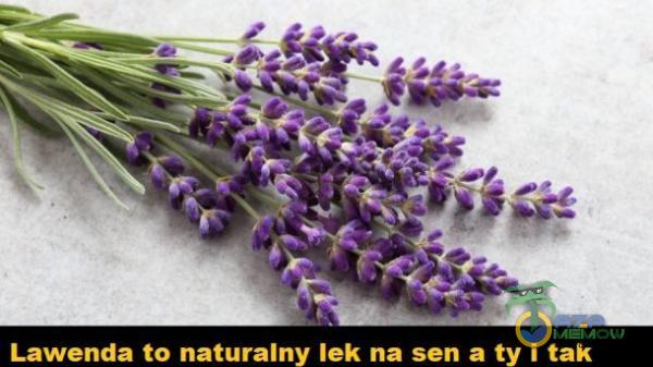 Lawenda to naturalny lek na sen a ty i tak