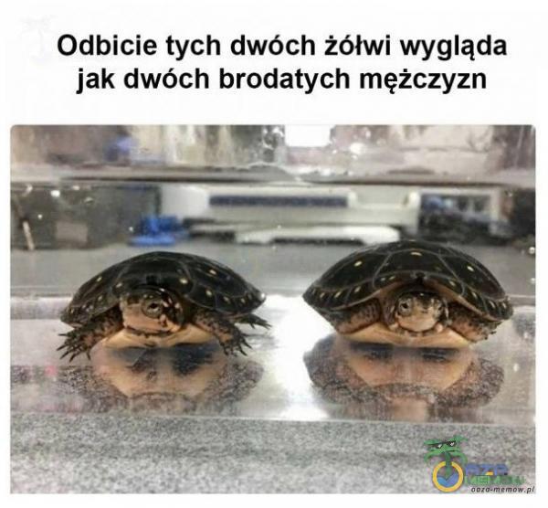 Odbicie tych dwóch żółwi wygląda jak dwóch brodatych mężczyzn