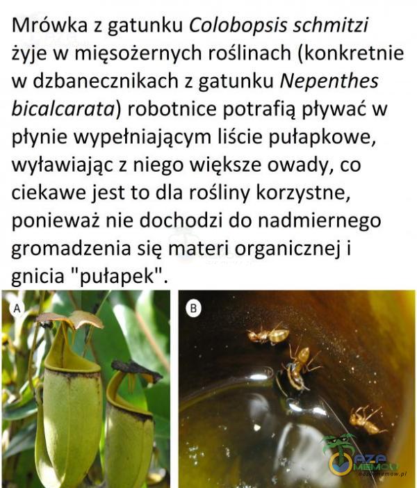  Mrówka z gatunku Cołobopsiś schmitzi żyje w mięsożernych roślinach (konkretnie w dzbanecznikach z gatunku Nepenthes bicalcarata) robotnice potrafią pływać w płynie wypełniającym liście pułapkowe, wyławiającz niego większe owady, co...