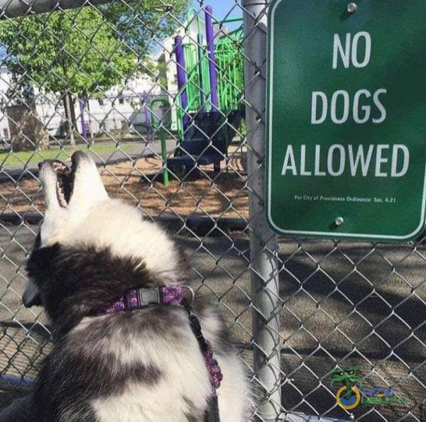 DOGS ALLOWED