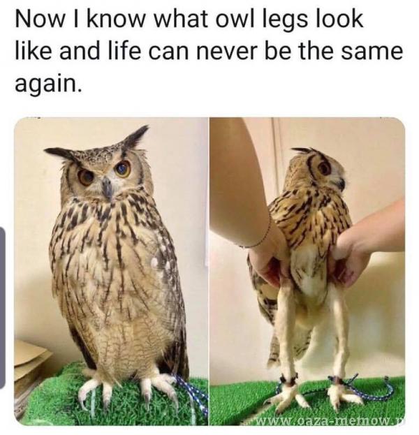 Now I know What owl legs look like and life can never be the same again.