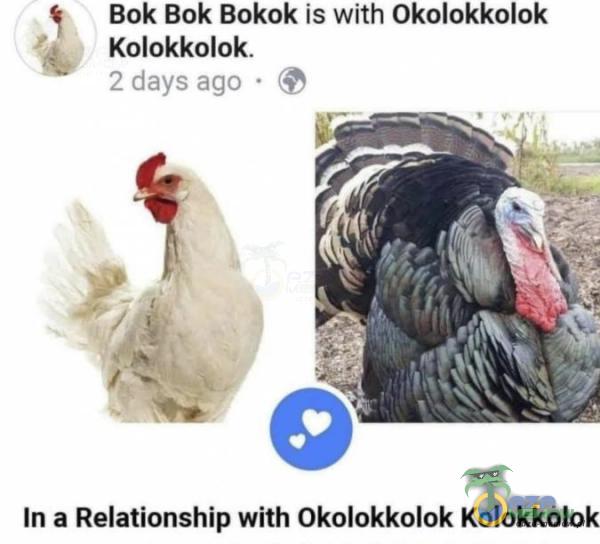 Bok Bok Bokok is with Okolokkolok - Kolokkolak. * 2 Hfys 390 Ly) In a Relationship with OQkolokkolok Kolokkolok