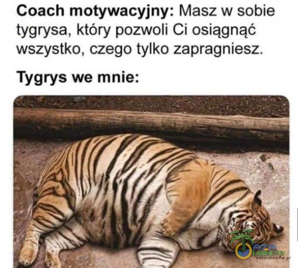 Coach motywacyjny: Masz w sobie tygrysa, który pozwoli Ci osiągnąć wszystko, czego tylko zapragniesz. Tygrys we mnie: