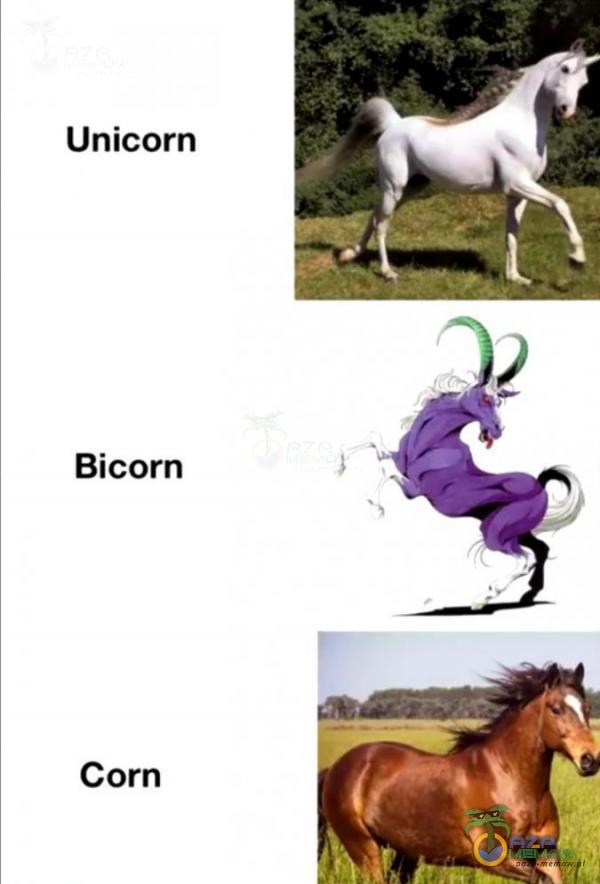 Unicorn Bicorn Corn