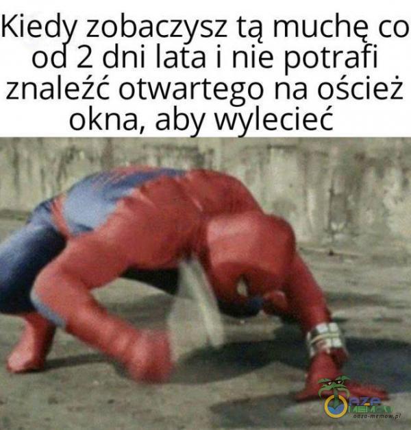 Kiedy zobaczysz tą muchę co od 2 dni lata i nie potrafi znaleźć otwartego na oścież okna, aby wylecieć