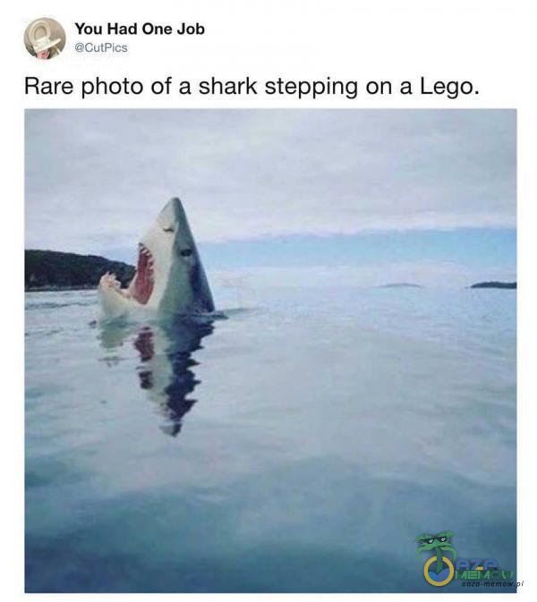 You Had One Job acutpjcs Rare Photo of a shark stepping on a Lego.