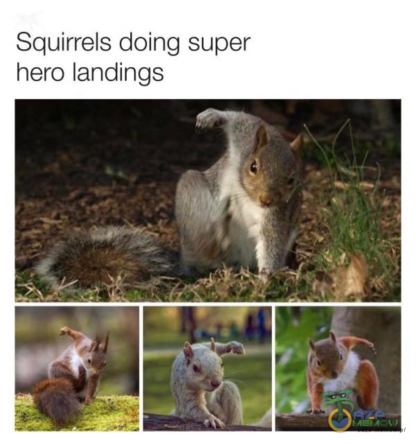 Squirrels doing super hero landings