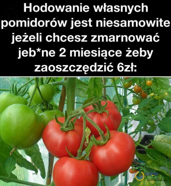 Hodowanie własnych pomidorów jest niesamowite jeżeli chcesz zmarnować ieb*ne 2 miesiące żeby zaoszczędzić Szł: