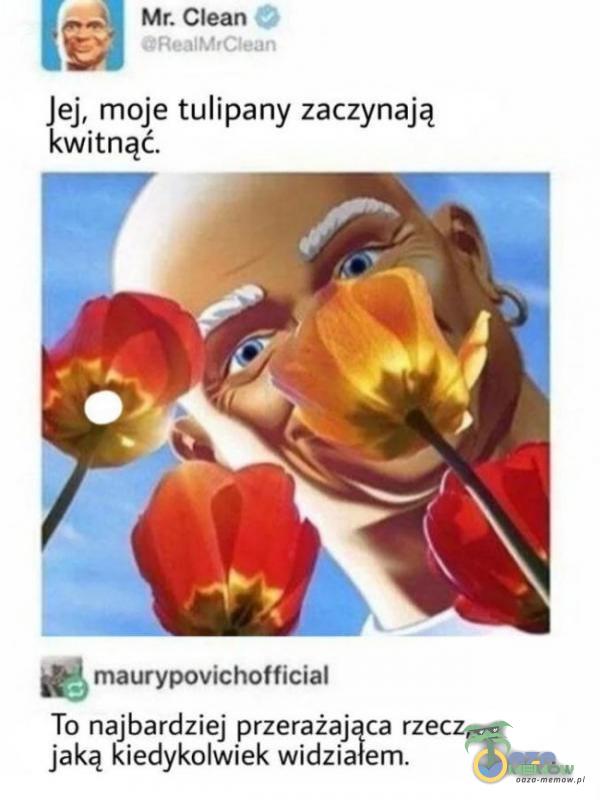 Mr. Clean CRealM,Clean Jej, moje tulipany zaczynają kwitnąć. maurypovichofficial To najbardziej przerażająca rzecz, jaką kiedykolwiek widziałem.