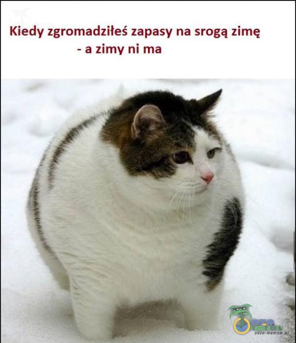 Kiedy zgromadziłeś zapasy na srogą zimę - a zimy ni ma