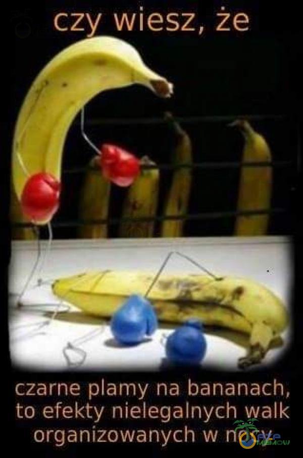 czy wiesz, że czarne amy na bananach, to efekty nielegalnych walk organizowanych w nocy