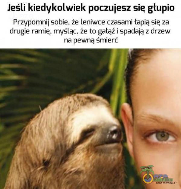 Jeśli kiedykolwiek poczujesz się głupio Przypomnij sobie, że leniwce czasami tapią się ża drugie ramię. myśląc. że to gałąź I spadają z drzew na pewną śmierć al