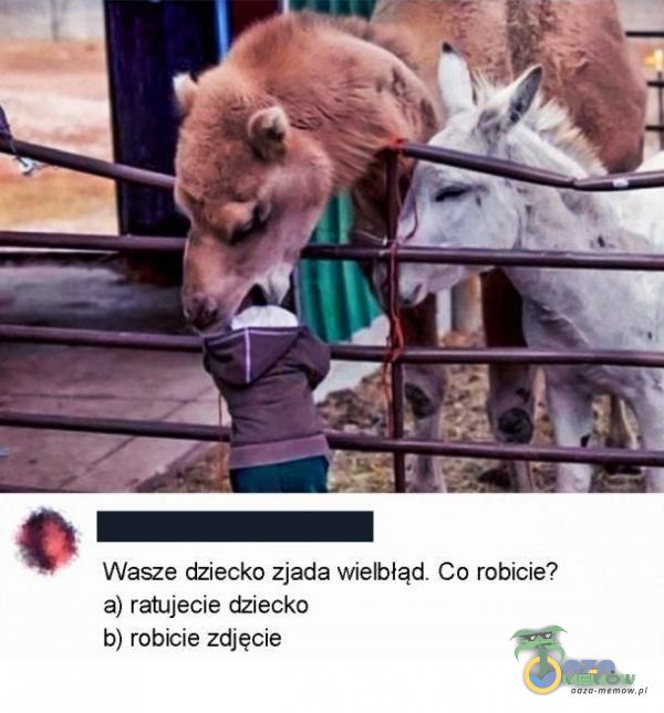 Wasze dziecko zjada wielbłąd. Co robicie? a) ratujecie dziecko b) robicie zdjęcie