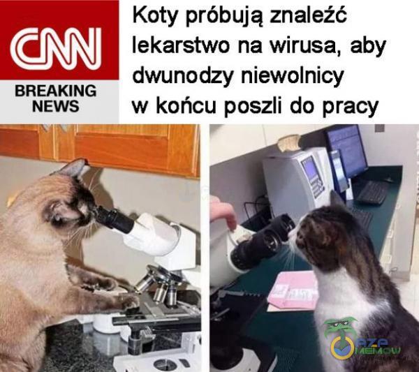 Koty próbują znaleźć © NA J lekarstwo na wirusa, aby BREAKING dwunodzy niewolnicy NEWS w końcu poszli do pracy