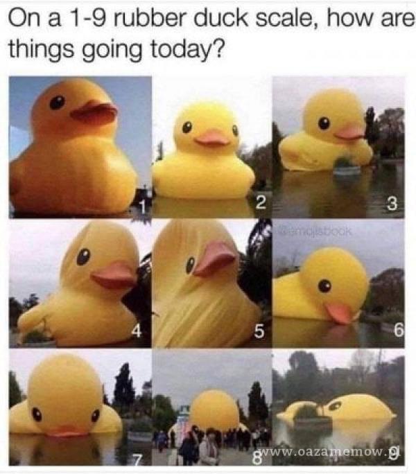 On a 1-9 rubber duck scale, how are things going today?