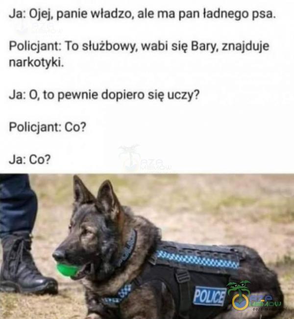 Ja: Ojej, panie władzo, ale ma pan ładnego psa. Policjant: To służbowy, wabi się Bary, znajduje narkotyki. Ja: O, to pewnie dopiero się uczy? Policjant: Co? Ja: co?