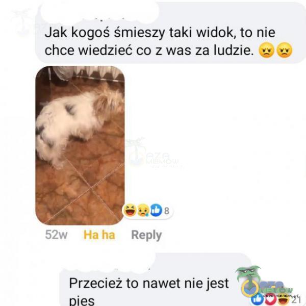 Jak mgcśś śmiesży taki mam ze nie chce wiedzieć ,c u „z was za ludZie. Ii Przęclśż w nawet nie jest, nie:; DDB?