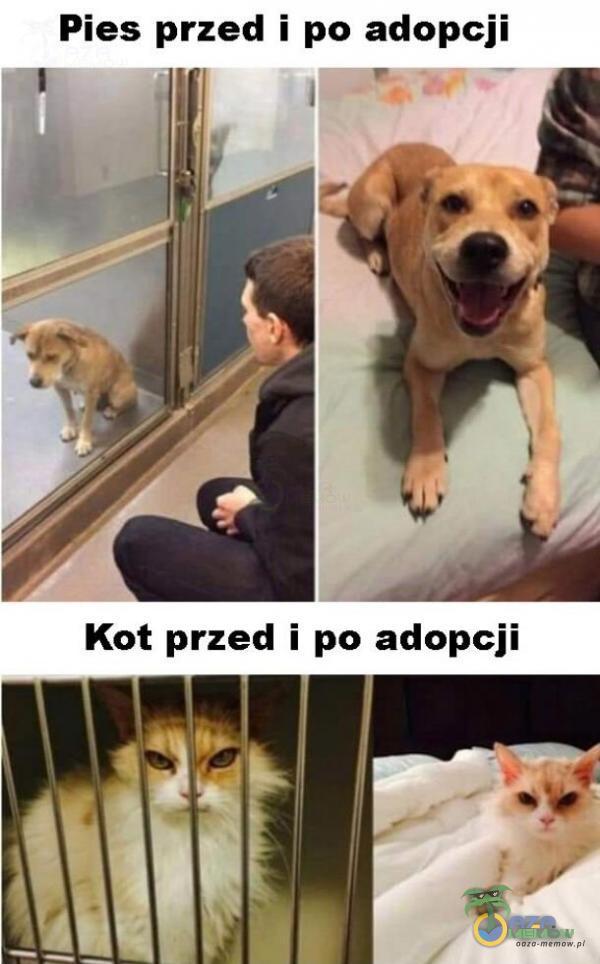 Pies przed i po adopcji Kot przed i po adopcji
