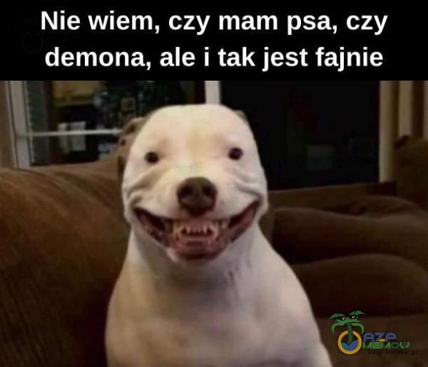 Nie wiem, czy mam psa, czy demona, ale i tak jest fajnie