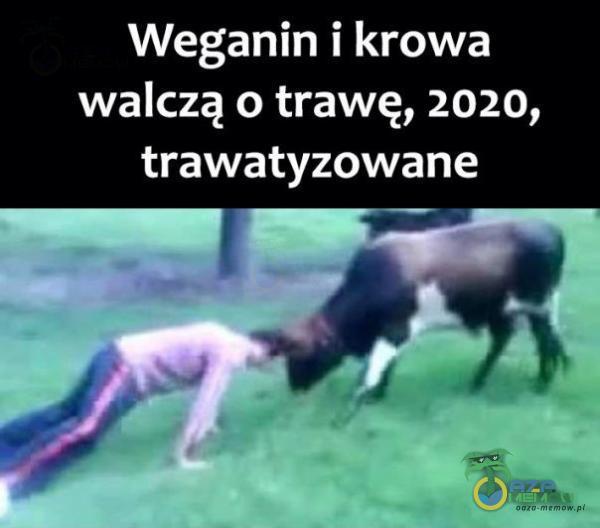 Weganin i krowa walczą o trawę, 2020, trawatyzowane