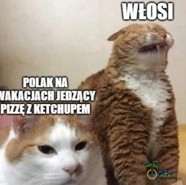 włosi POLAKU VAKACJACHJEDZACY PIZZĘZKETCHUPEM