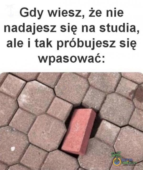 Gdy wiesz, że nie nadajesz się na studia, ale i tak próbujesz się wpasować: