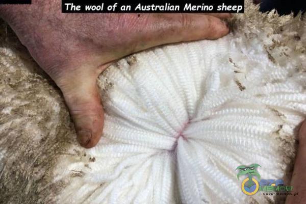 The woal of an Australian Merino sheep