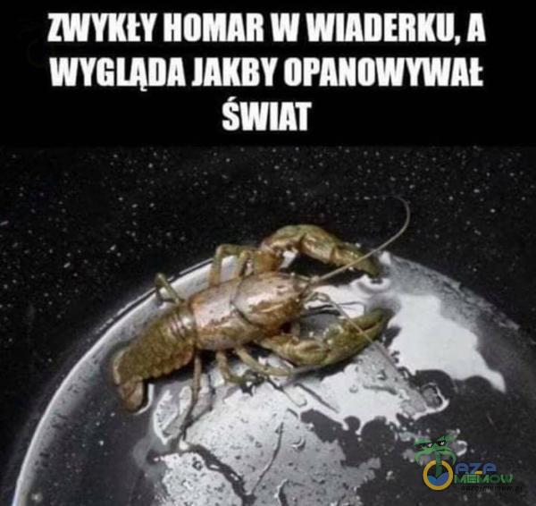 ZWYKŁY HOMAR WWIADERKU,A WYGLĄDA JAKBY OPANOWYWN SWIAT