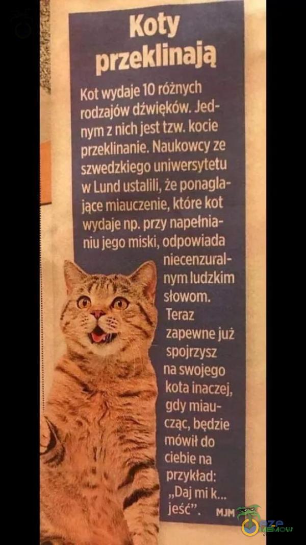   Koty przeklinają Kot wydaje 10 różnych rodzajów dźwięków. Jed- nym z nich jest tzw. kocie przeklinanie. Naukowcy ze szwedzkiego uniwersytetu w Lund ustalili, że ponagla- jące miauczenie, które kot wydaje np. przy napełnia- niu jego miski,...